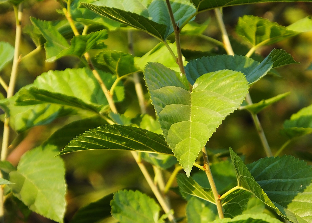 怎么判断是不是桑树哪里可以看出来？1000字