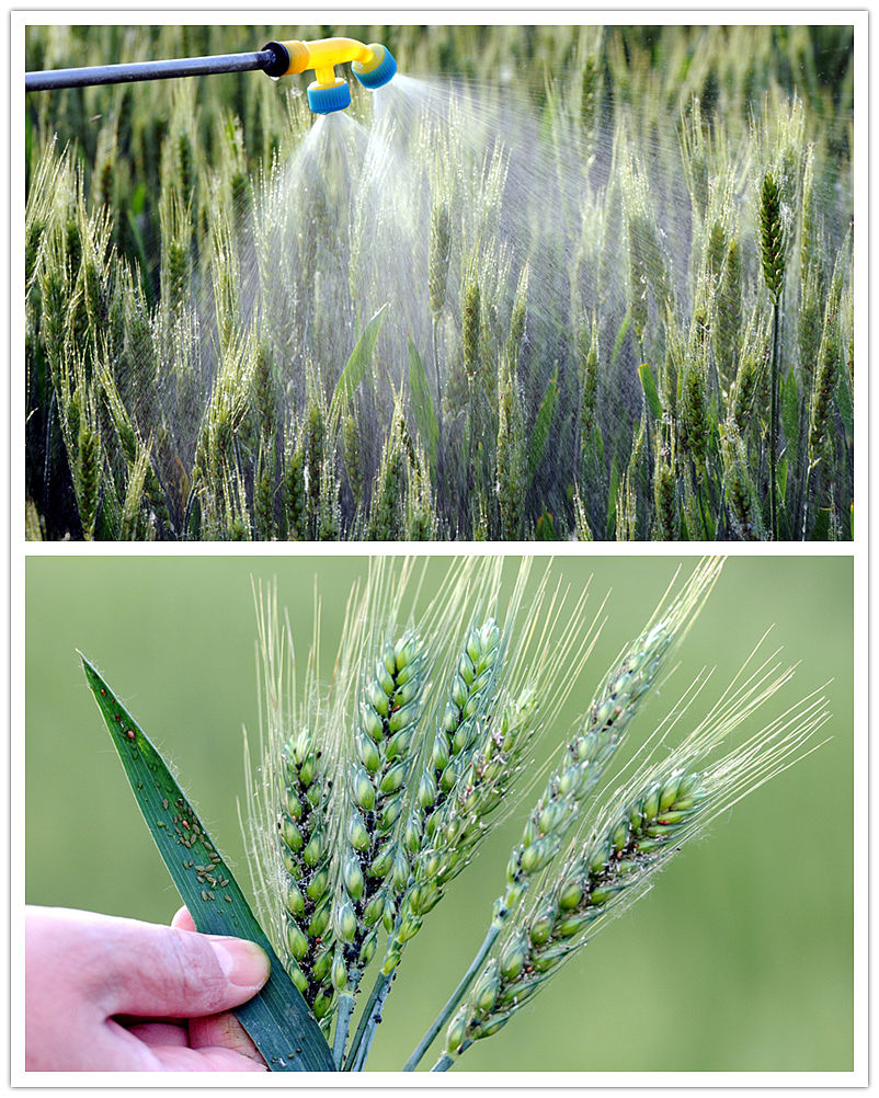小麦虫害发生特点及防治策略研究综述