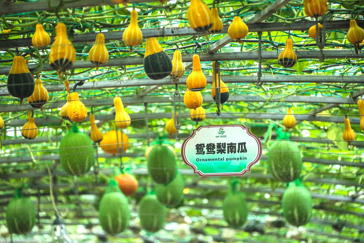 介绍一下山东省寿光市