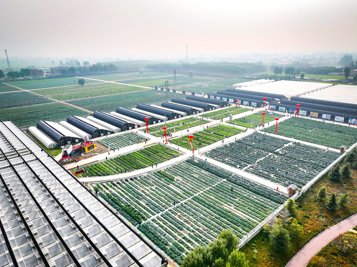 设计一个60亩的药材产业园