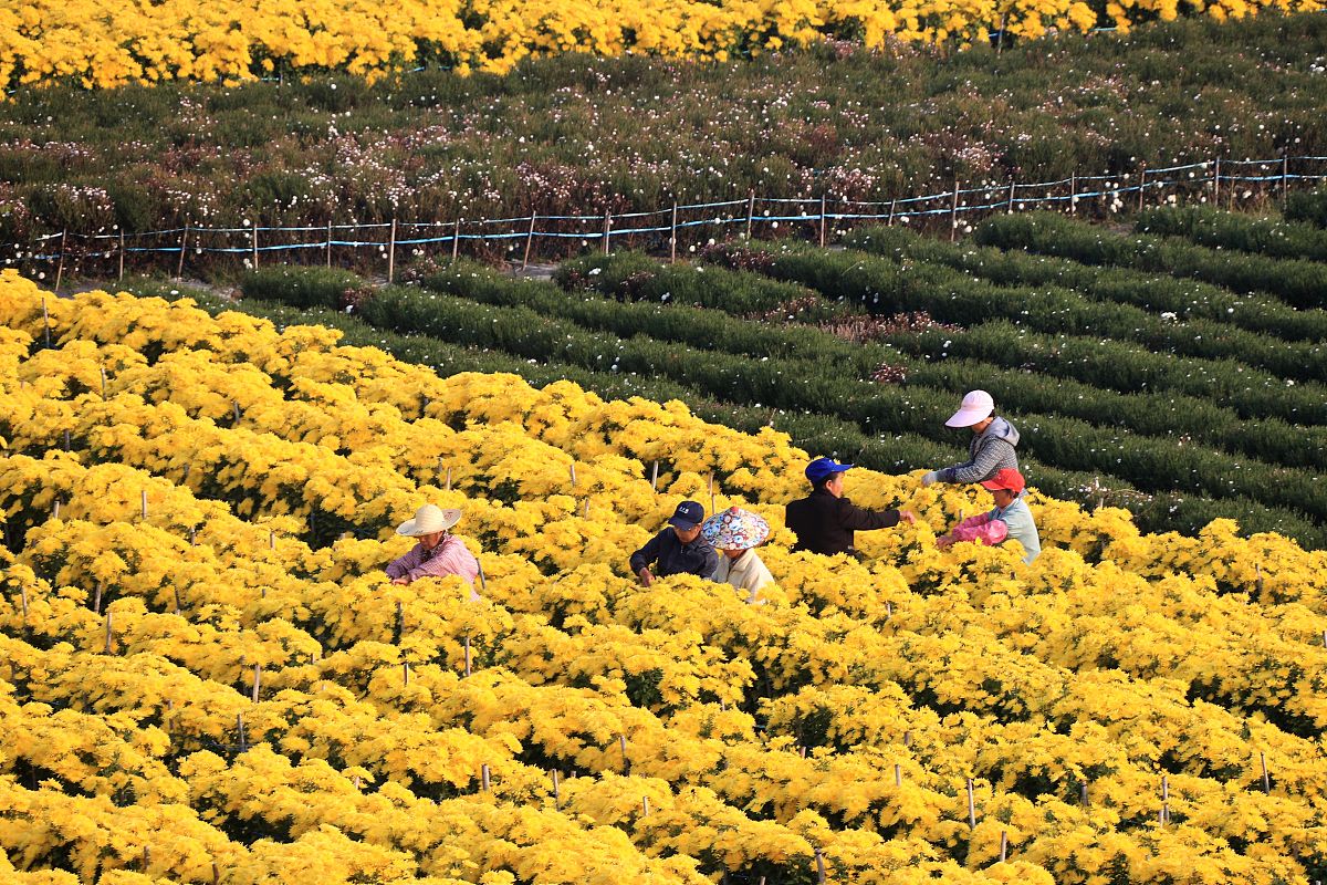 2019年云南新型职业学院中药学专业招生