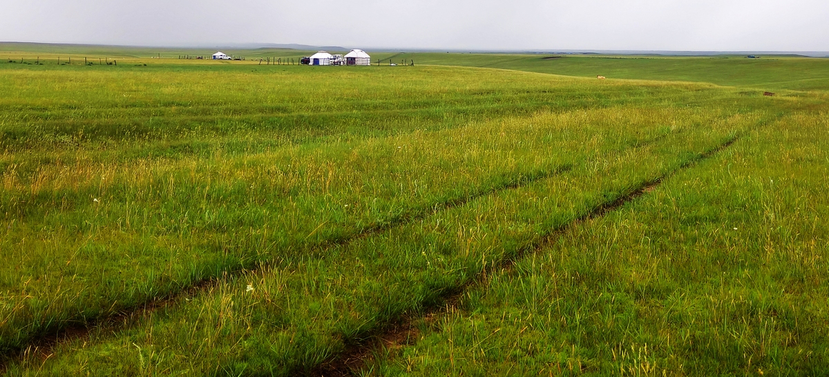 草原补播：经济效益显著，助力生态与经济双赢