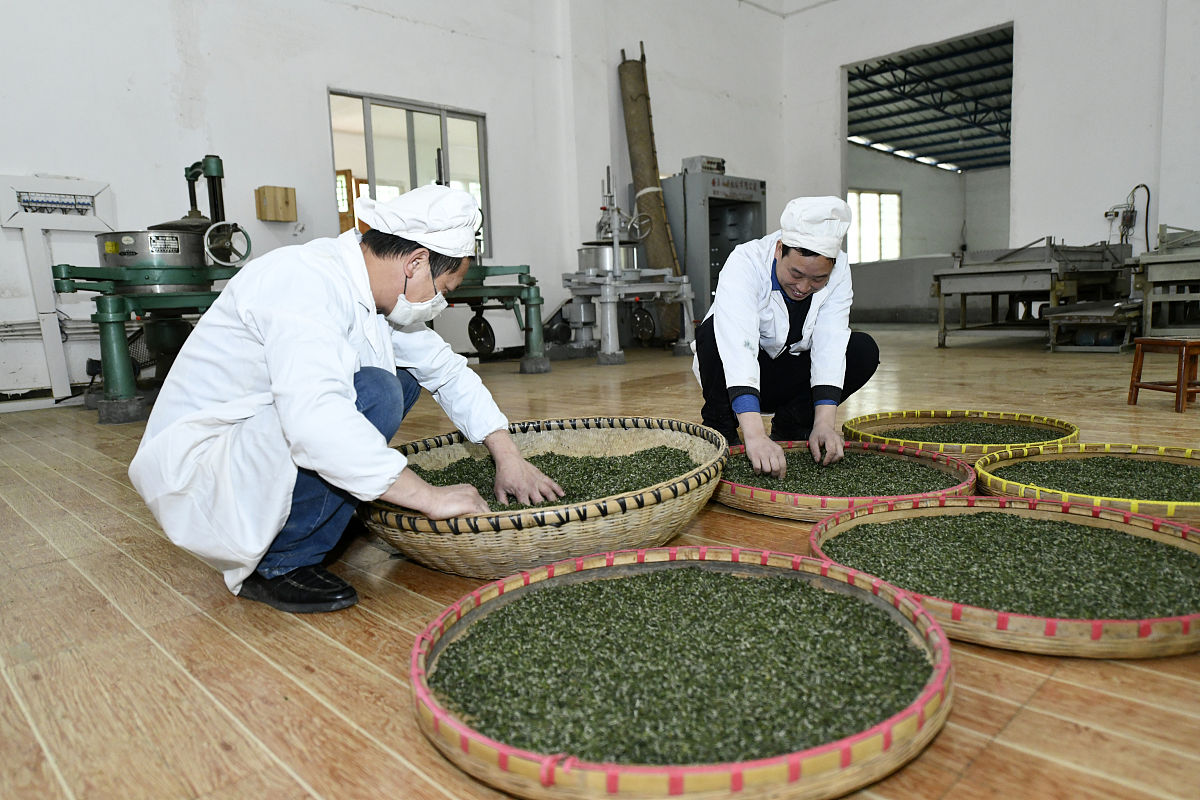 贵州开设茶叶生产与加工专业的中专中职学校有哪些好不好 贵州开设茶叶生产与加工专业的中专中职学校有哪些好不好