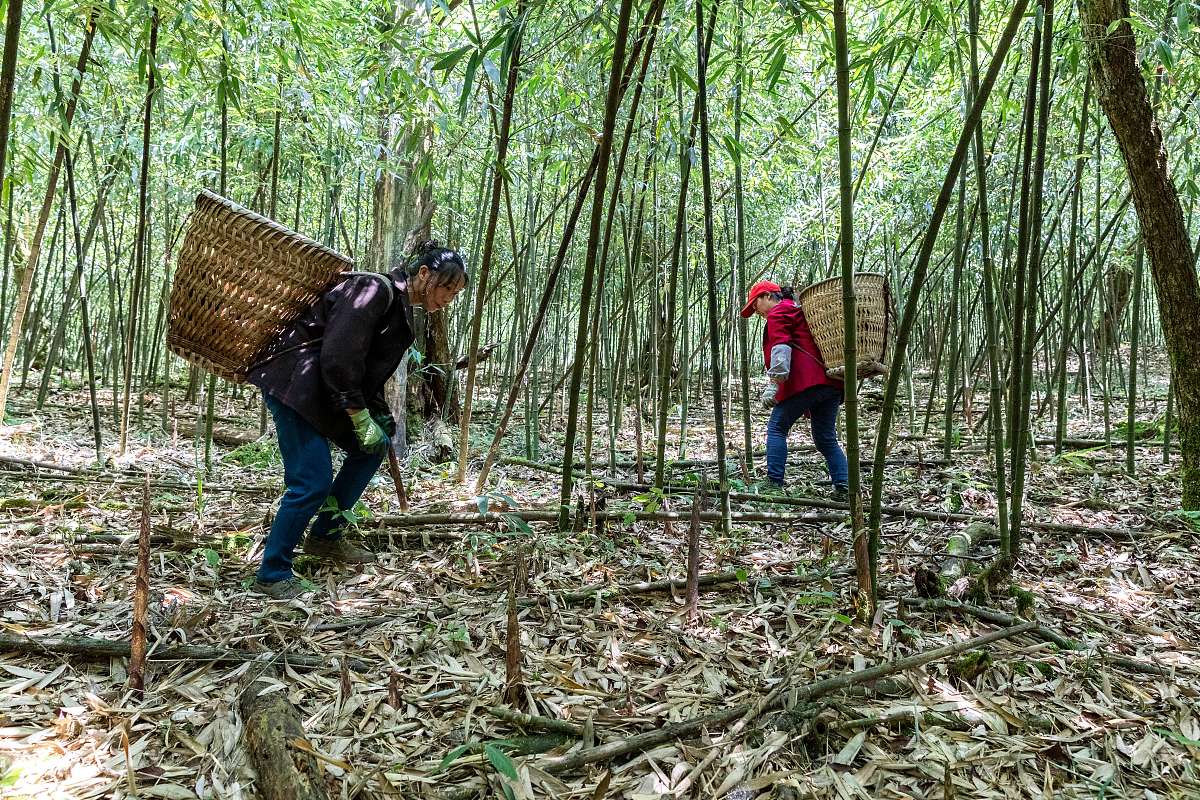 竹笋产业对老百姓的影响
