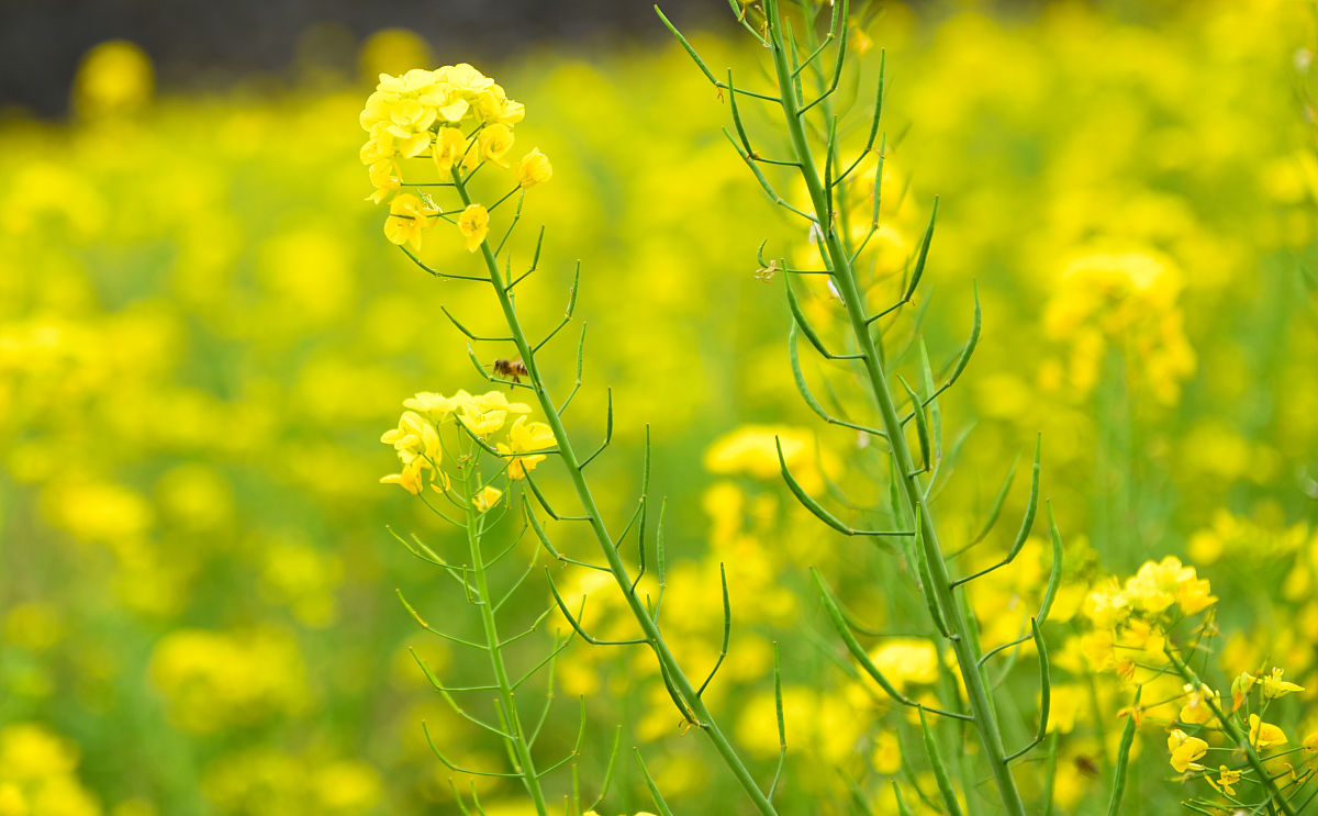 贵州2022年中专与专科的区别:深度解析及报考指南