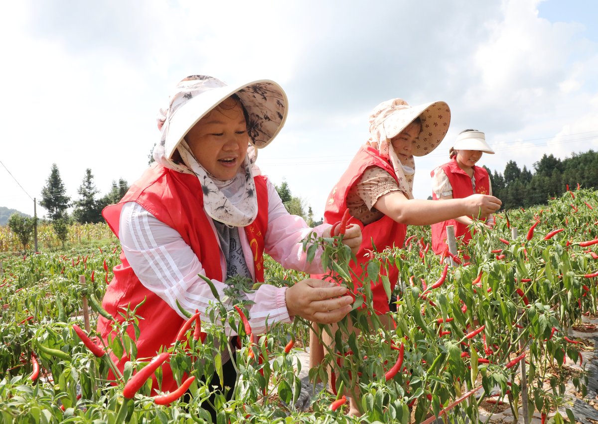 朝天椒高产施肥技巧：基肥、追肥、叶面肥全攻略