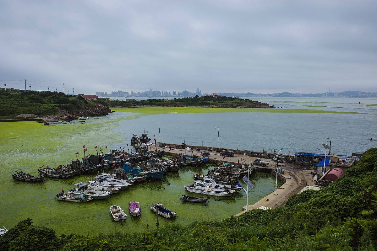 2021年6月27日,青岛胶州湾湾口和黄海上,绿色的浒苔如"绿毯"般侵袭大