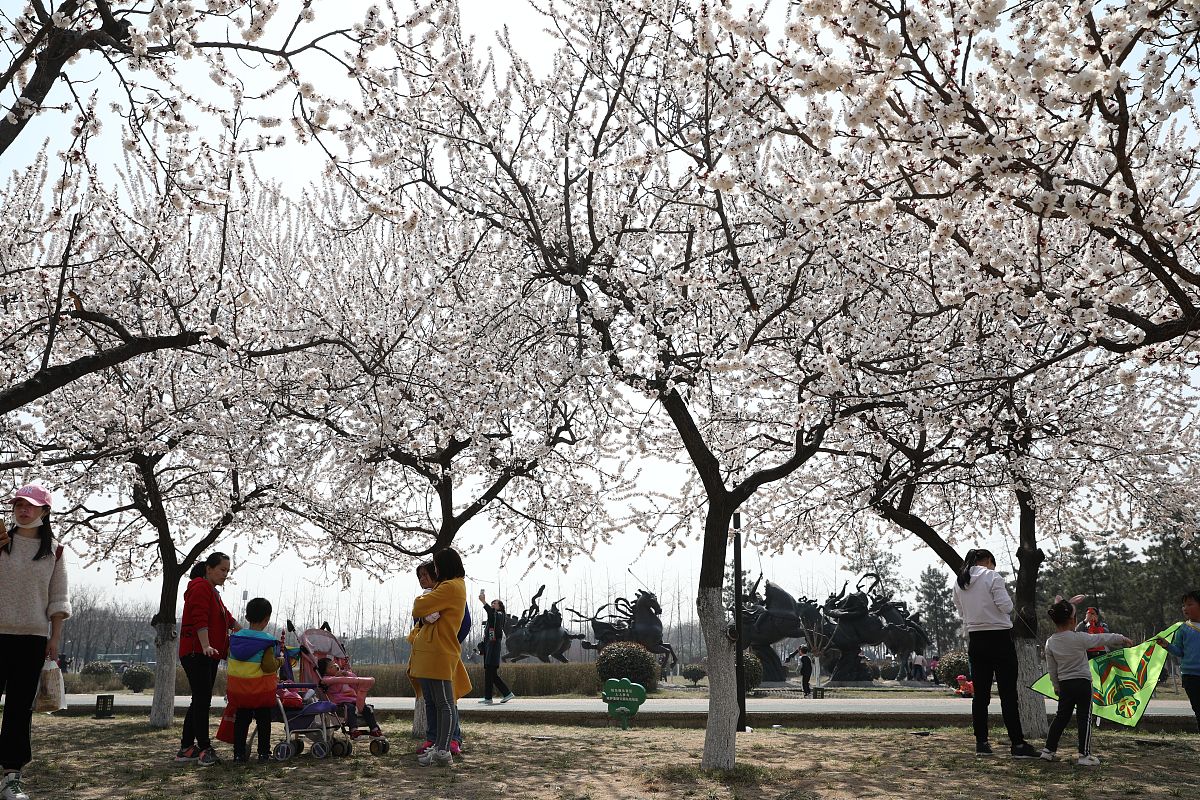 2019年3月16日,西安大明宫国家遗址公园太液池岸边的杏花进入盛花期,