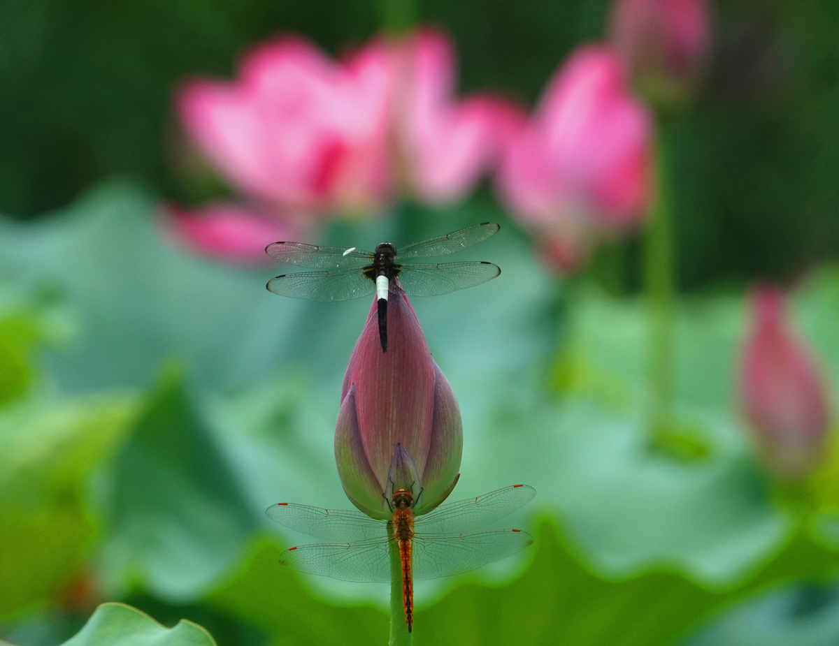 写一首关于夏天荷花的五绝诗