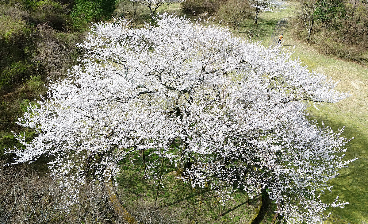 生态学与进化趋势期刊：稿件类型详解