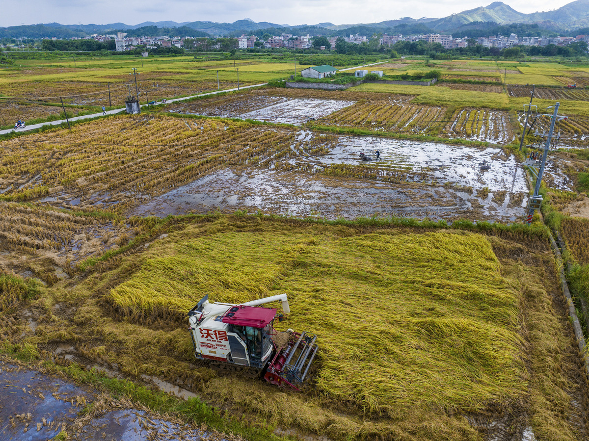全国五省联动丰收大直播！见证农业奇迹，共庆丰收喜悦