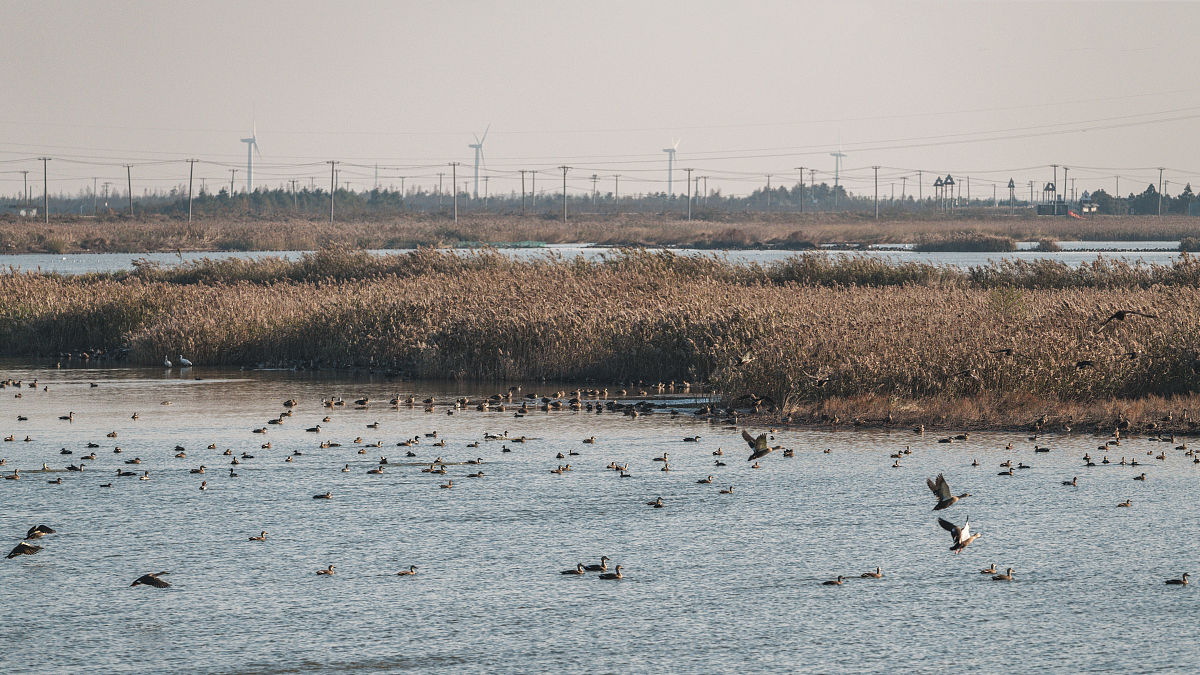 上海崇明东滩鸟类国家级自然保护区：生态修复实践与成果
