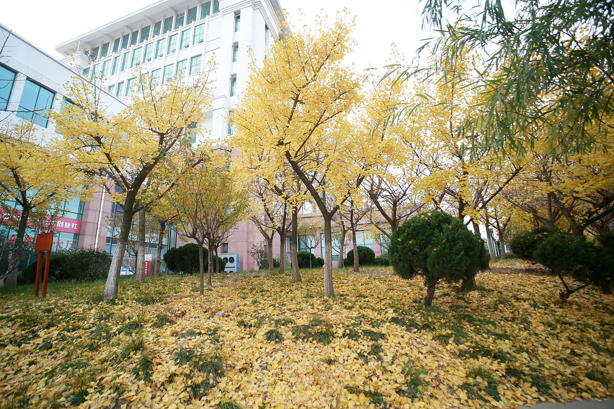 山东商业职业技术学院汽车营销与服务专业优势及发展前景