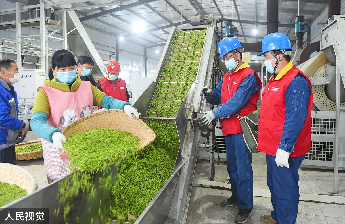 峨眉山市职业技术学校茶叶生产与加工专业发展前景分析