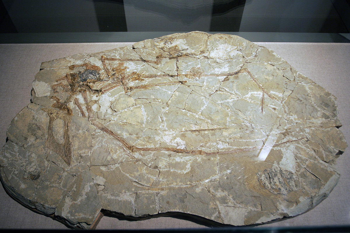 生物化石：揭示生命演化的宝藏 - 古生物学研究的重要证据