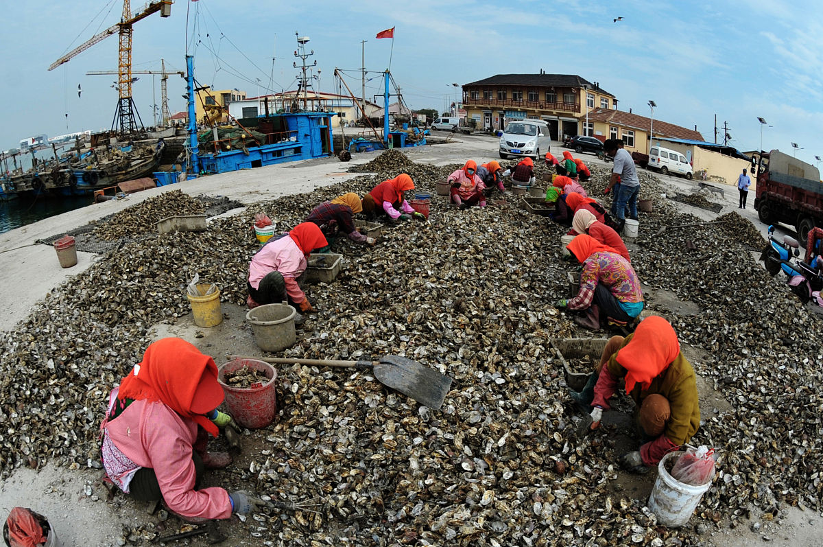 藤壶养殖：技术、方法与市场潜力