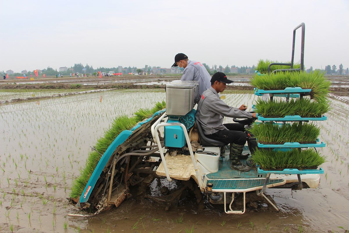 水稻插秧机种类
