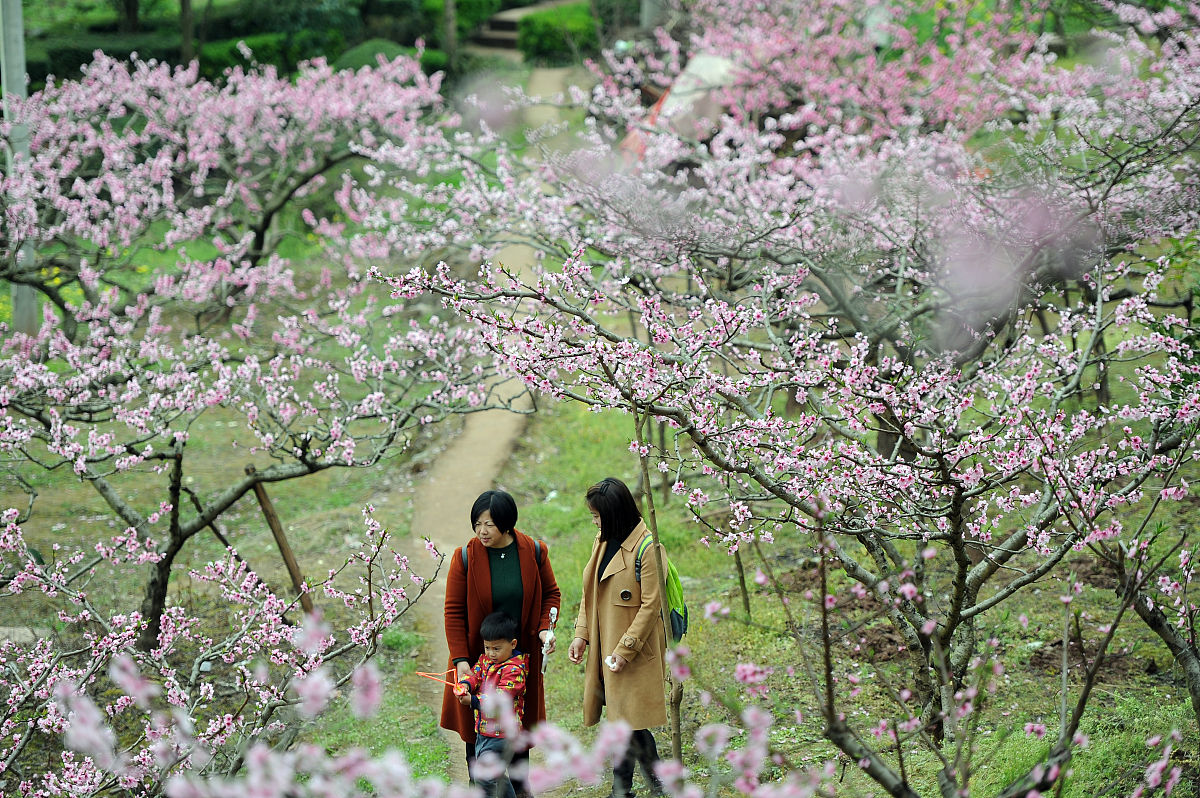 那个春天，我遇见了桃花源：一段难忘的旅行回忆