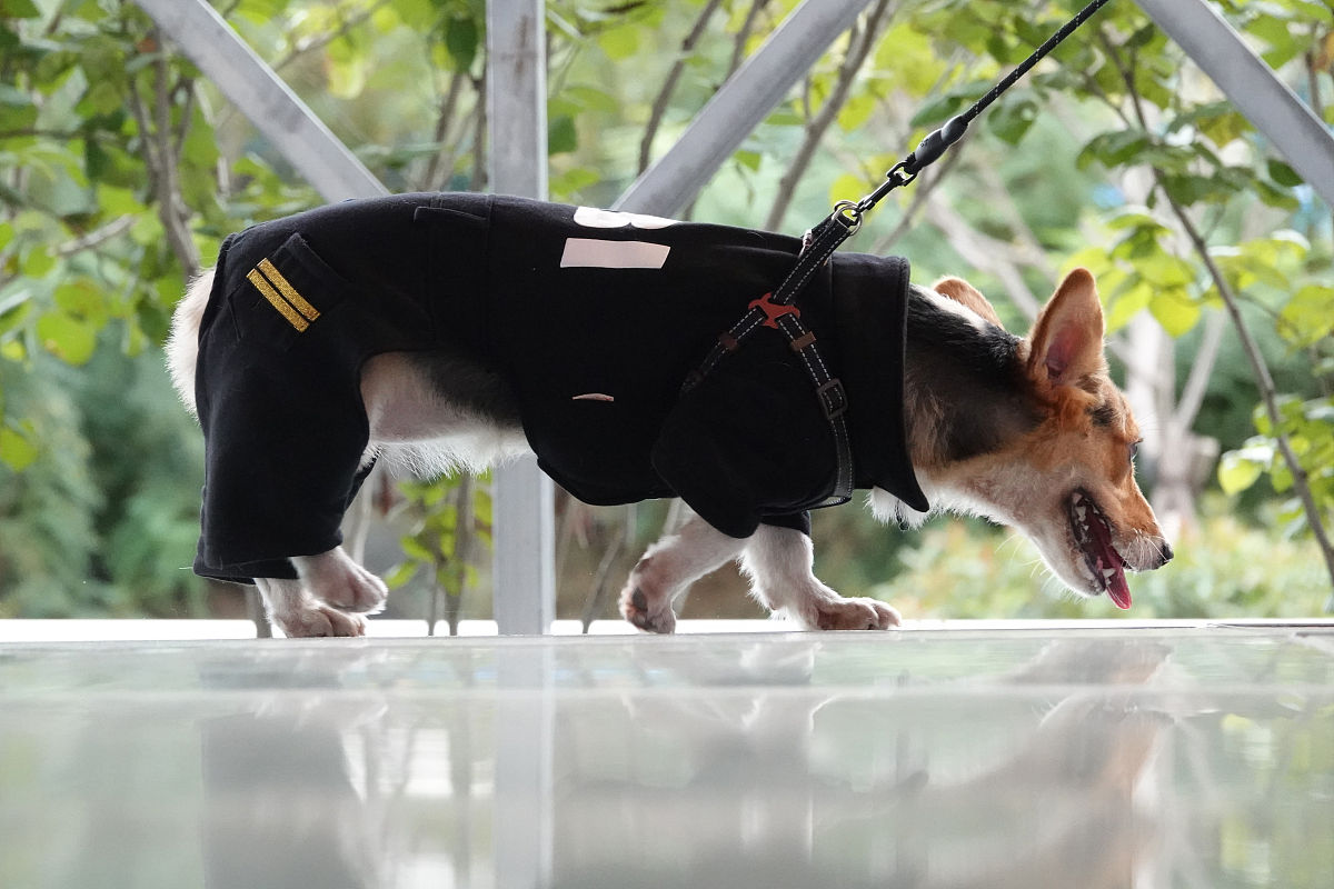 警察抓猫的笑话：拴绳子才是关键