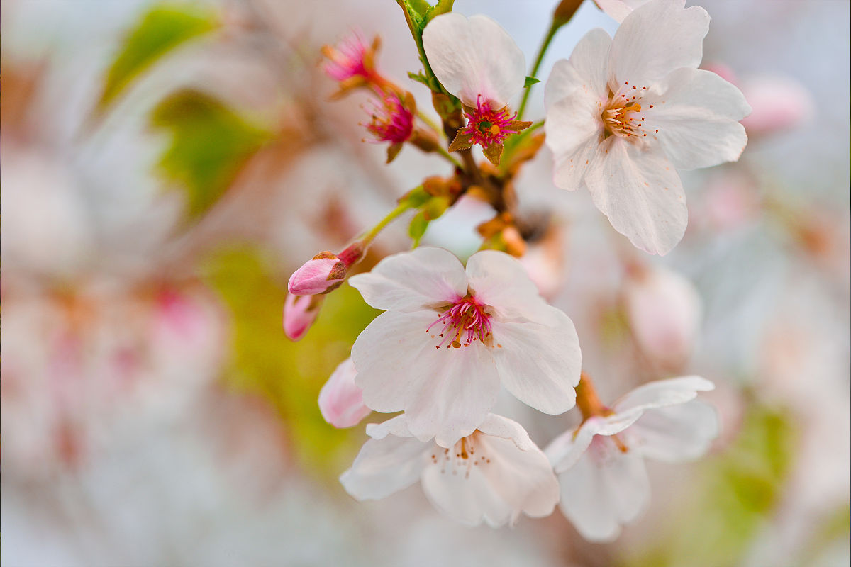 武汉外语外事职业学院五年制大专药剂专业怎样