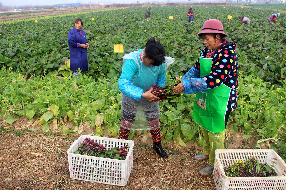 河北省农业经济发展建议中加强农民素质提升
