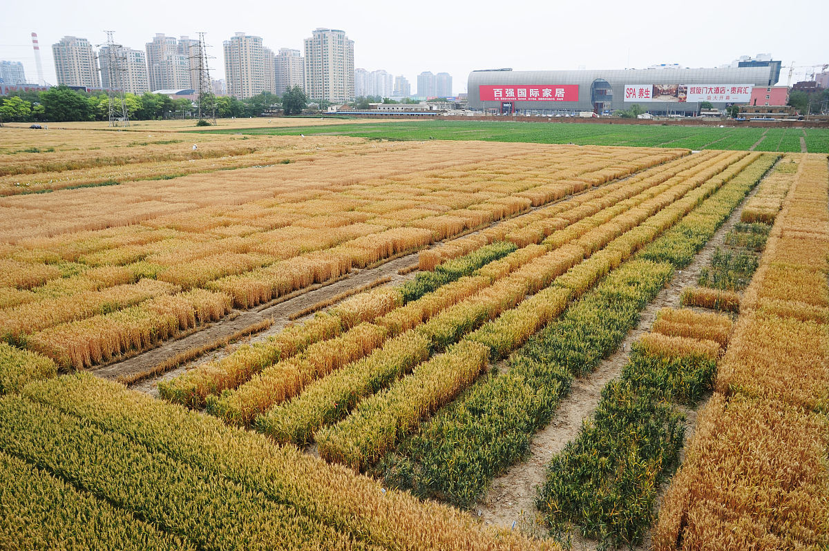 商丘职业技术学院作物生产技术专业就业前景如何
