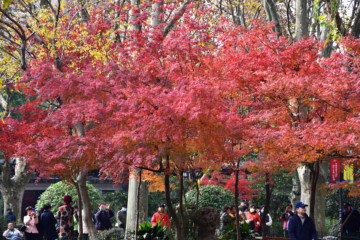 梧桐树：优美高雅，城市景观的标志 | 高大挺拔，百年寿命