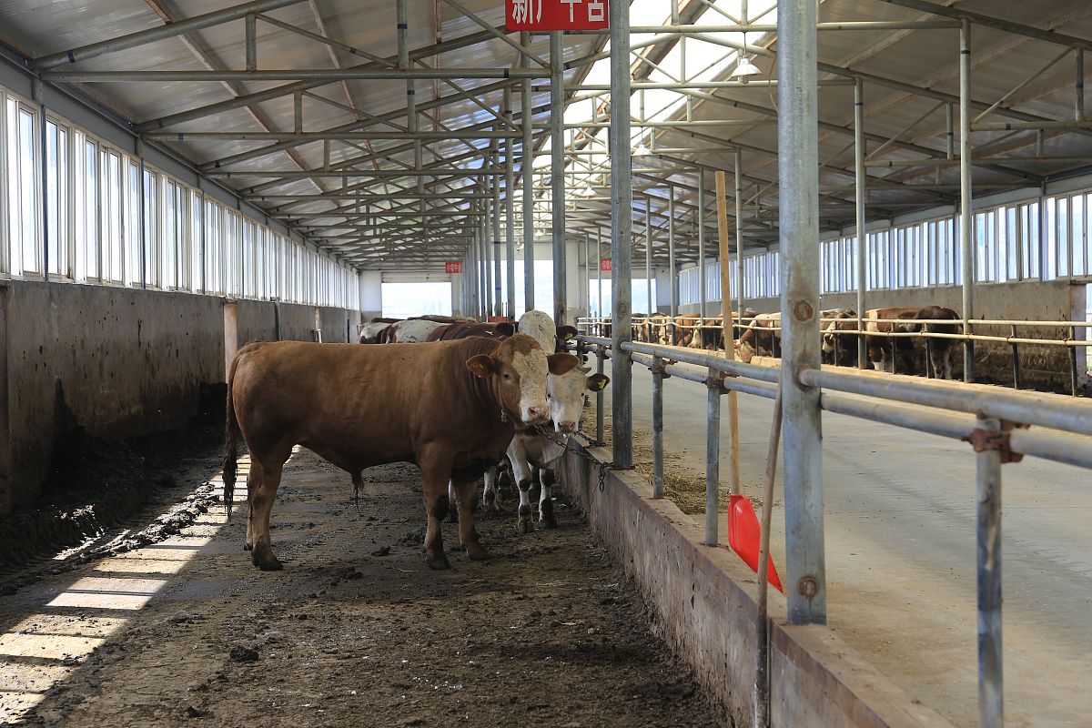 育肥牛生长环境差