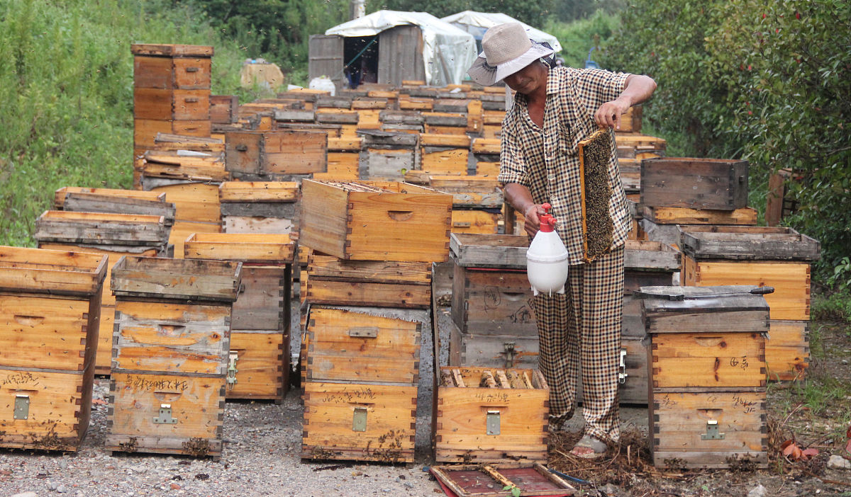 养蜜蜂指南：蜜源、蜂箱、饲料及疾病防治