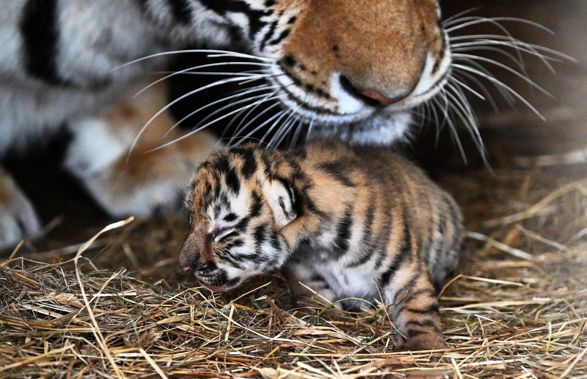 怎么样描述一只老虎的故事