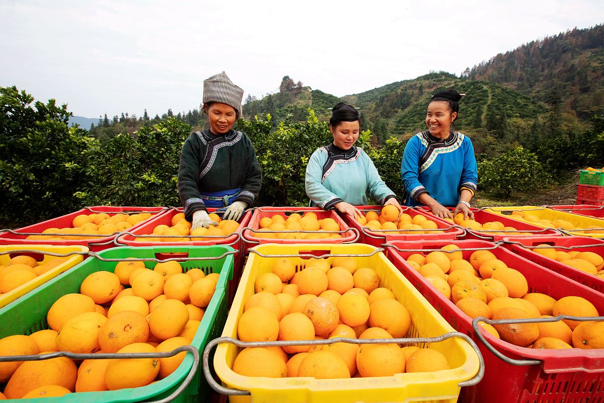 百色田东芒果文化节旅游开发面临三大威胁：内容重复、竞争激烈、成本上升