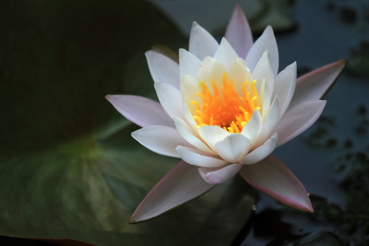 莲花世界是什么意思_词语莲花世界的意思