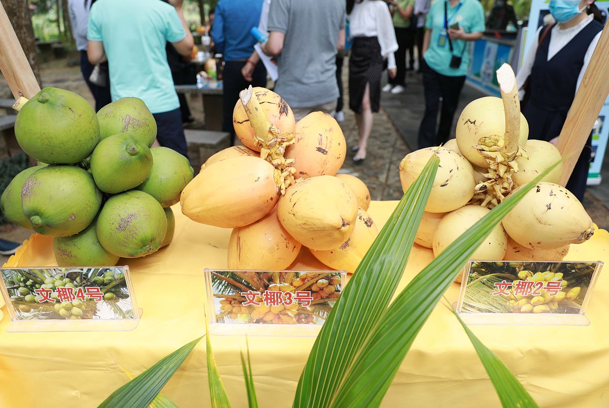 探秘百色芒果田东芒果文化节：旅游体验深度调查问卷