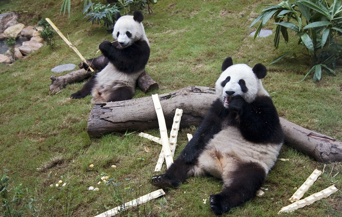 旅美大熊猫'丫丫'瘦骨嶙峋，体重下降4.5公斤，引发关注