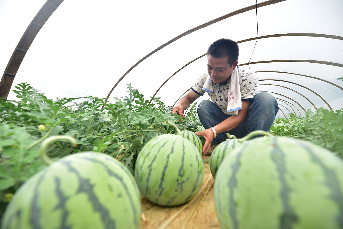 田小艾带你走进乡村果园，探秘美味西瓜