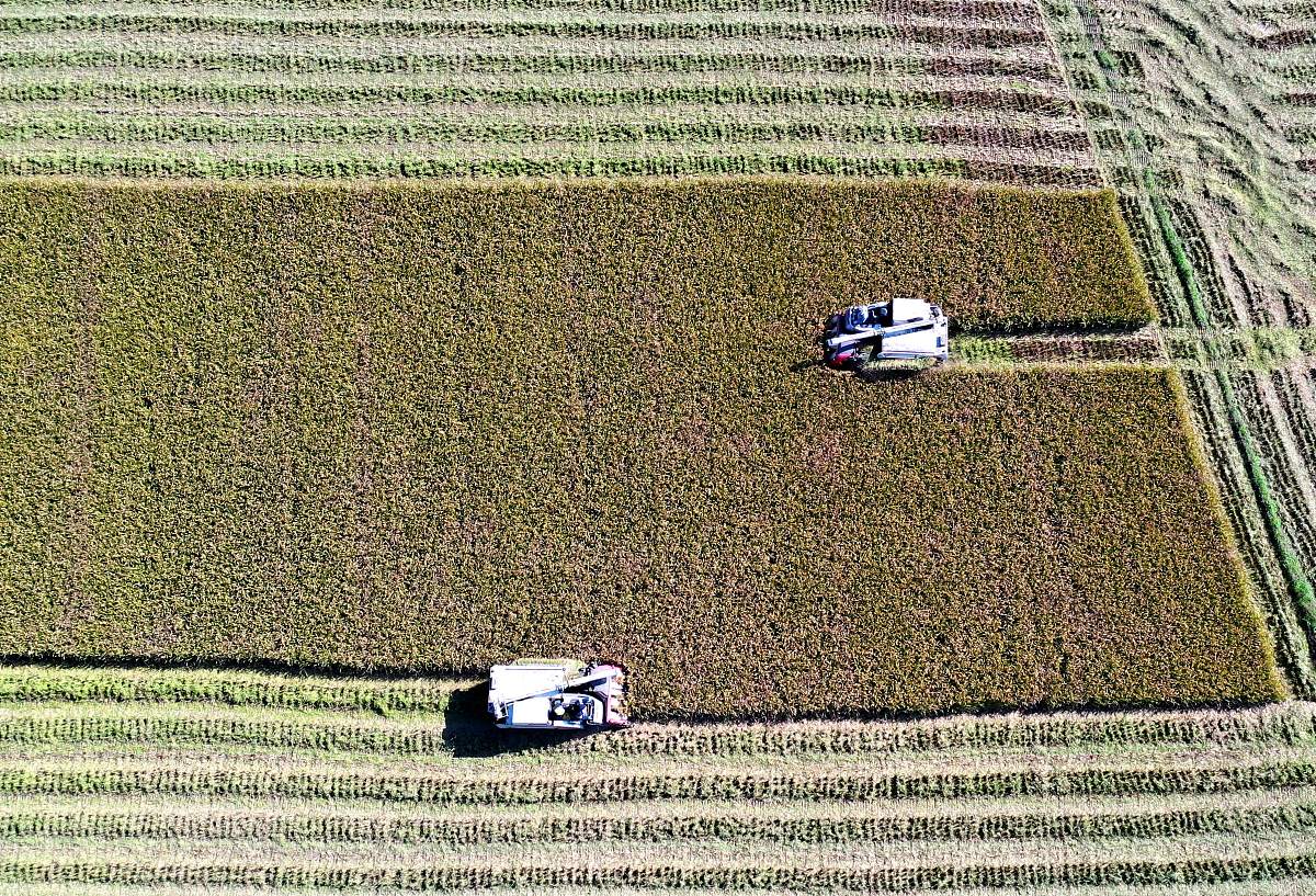 详细介绍一下晚稻产量的关键因素