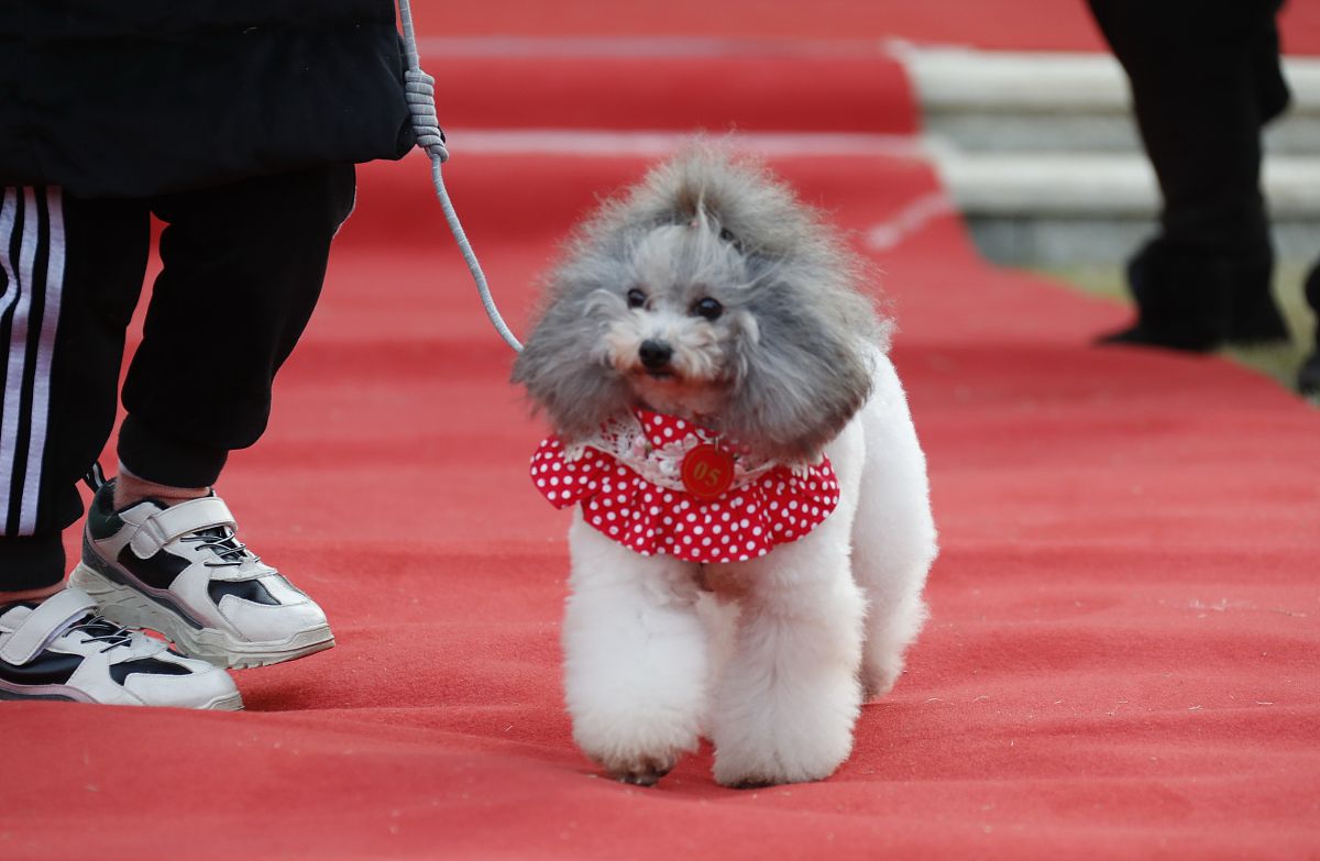 犬原发性开角型青光眼发病率及好发品种