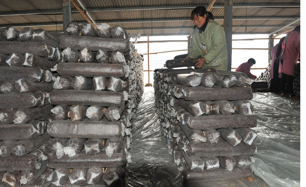 秀珍菇菌棒已长满菌丝但是出黄水怎么䃼救帮我用200字详细描述