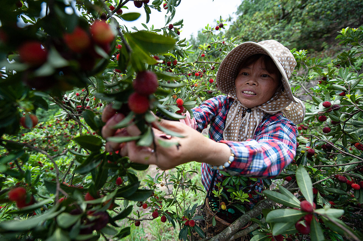 杨梅采摘机研究：技术方法与手段解析
