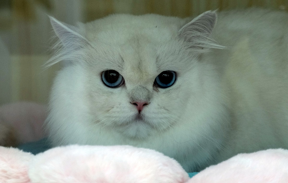 猫咪的魅力：50字作文