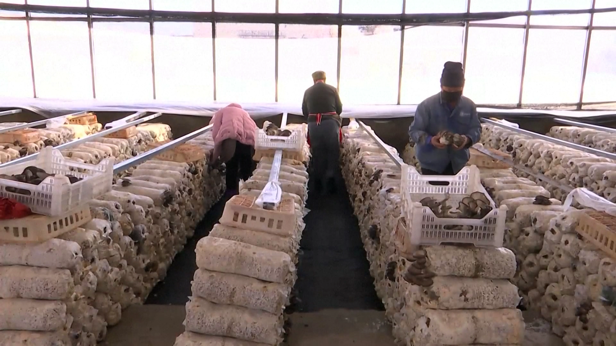 食用菌大棚资产管理现状及改进措施