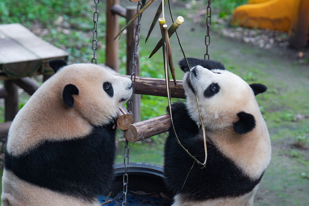 用My favorite animal is a panda续写一篇长度为十二句的中国小学3年级的英语短文