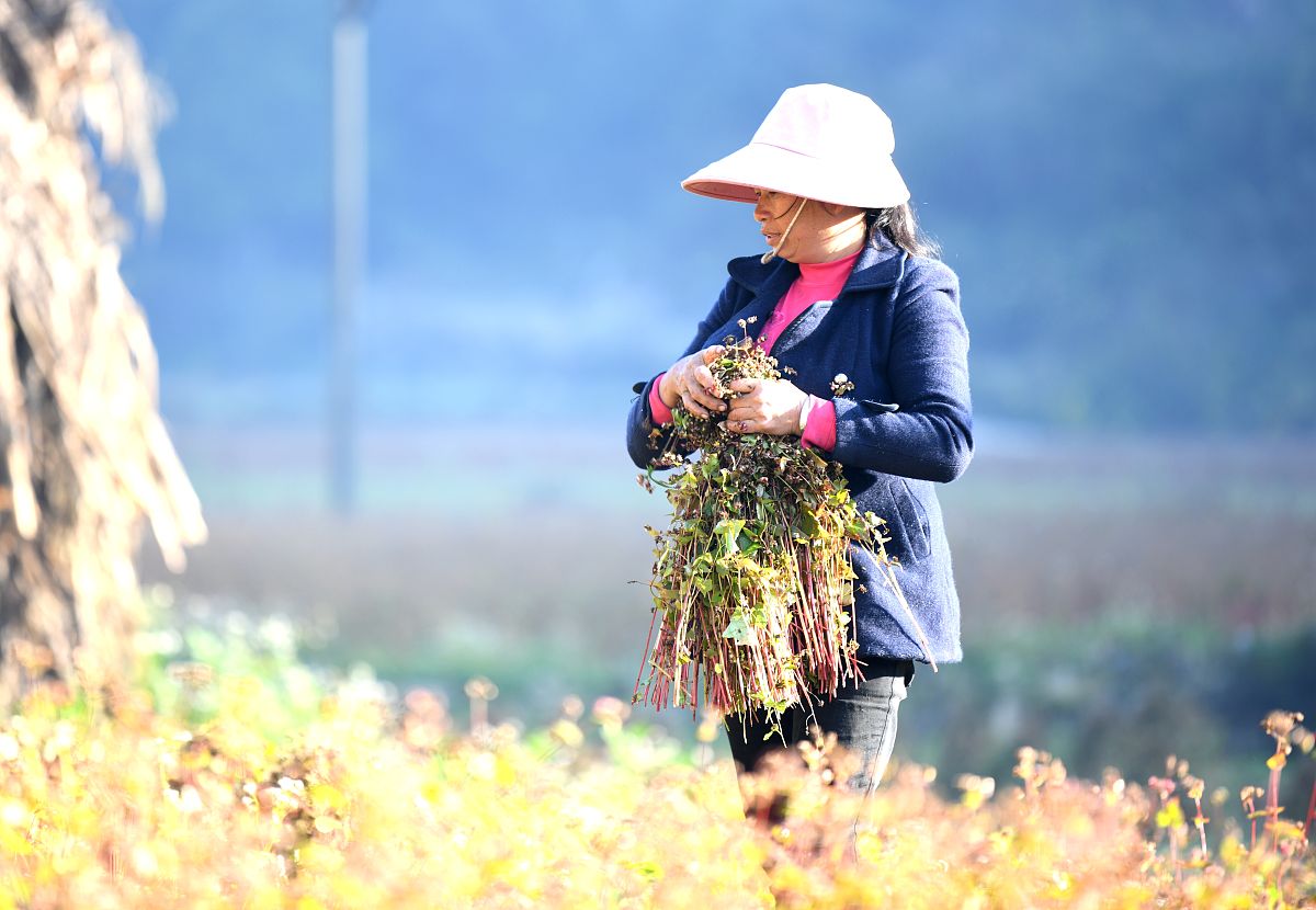 农村女孩的一天：田野、丰收和快乐！