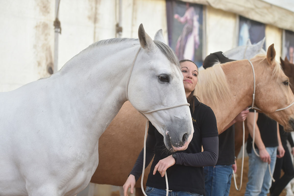 2018年2月7日,加拿大舞台秀《cavalia·舞马》在南京揭开神秘面纱,来