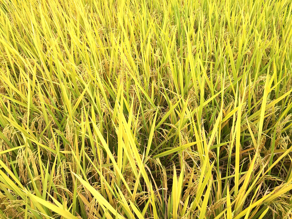 株距和行距计算公式