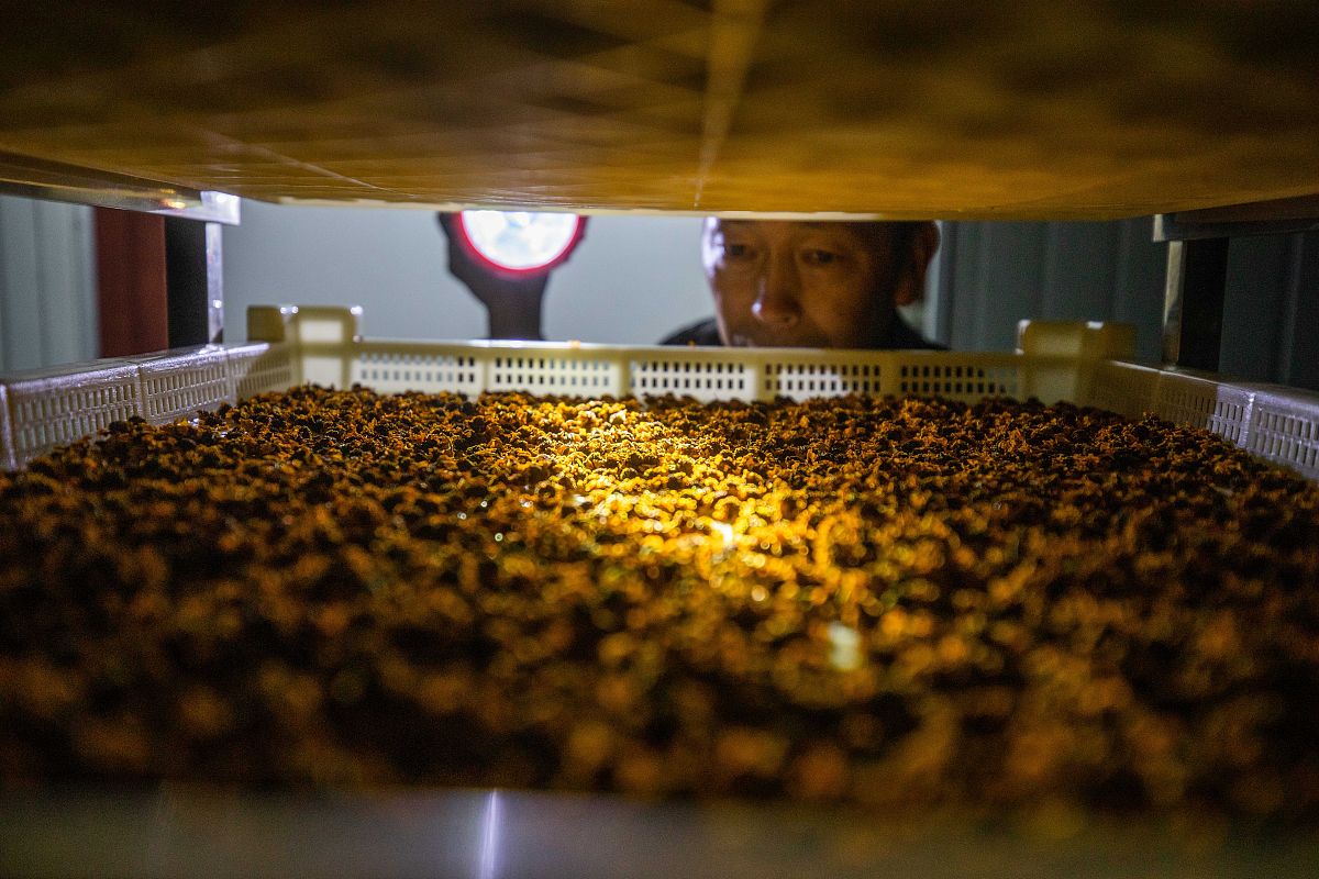 研究雪菊乳饮料的目的和意义