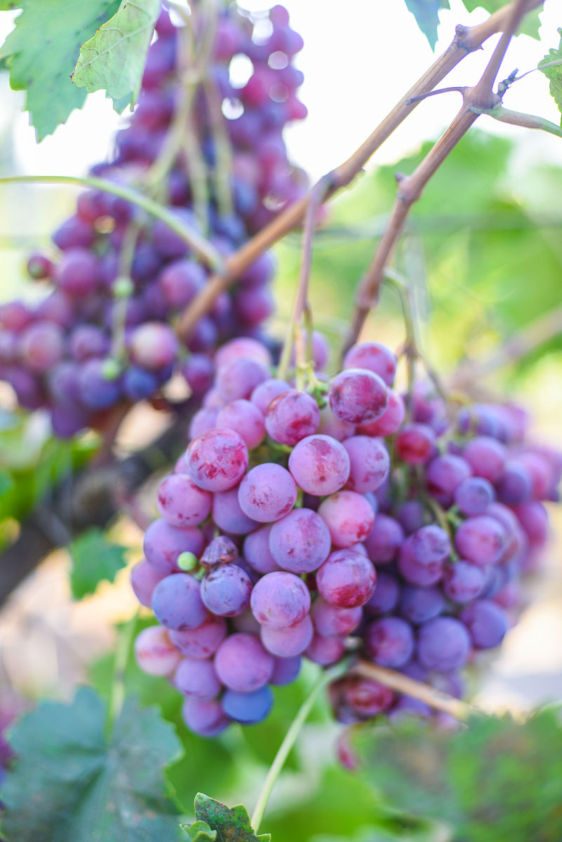 葡萄秦王：黑葡萄品种，产地、口感、营养及用途介绍