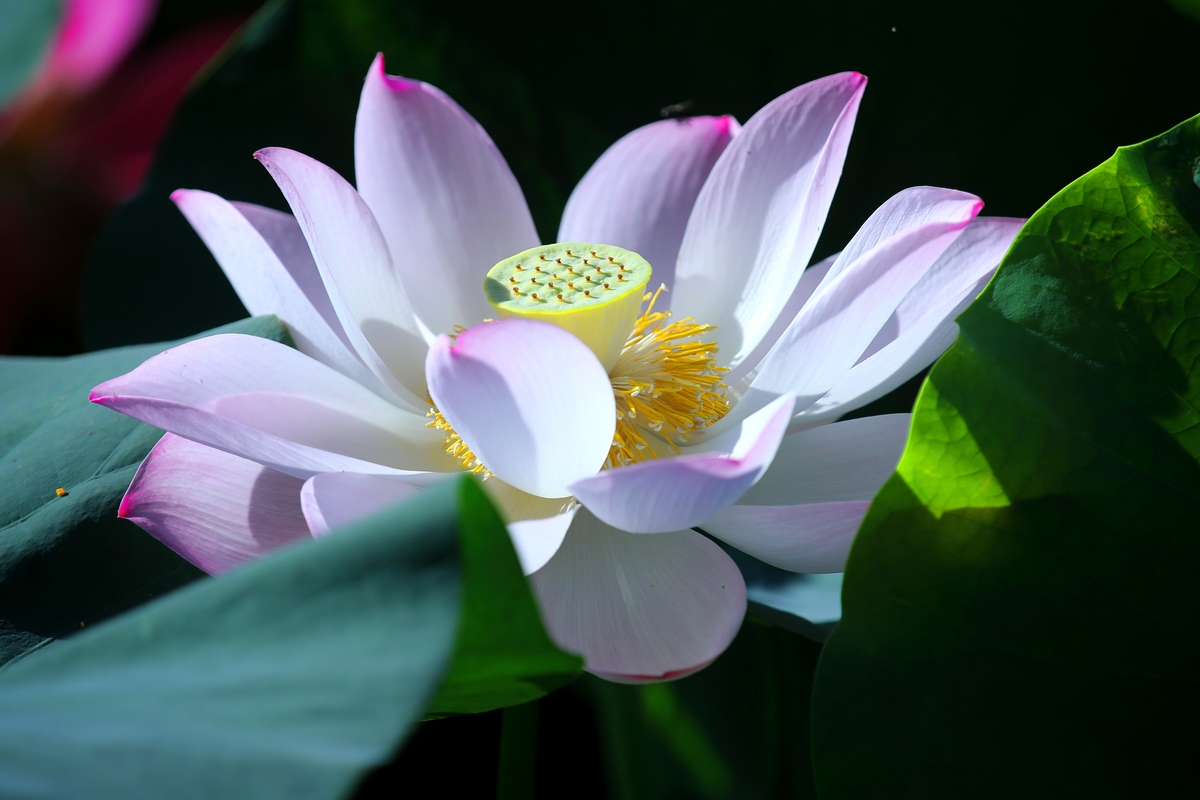 爱莲说：荷花之美，高洁品质，生命力顽强