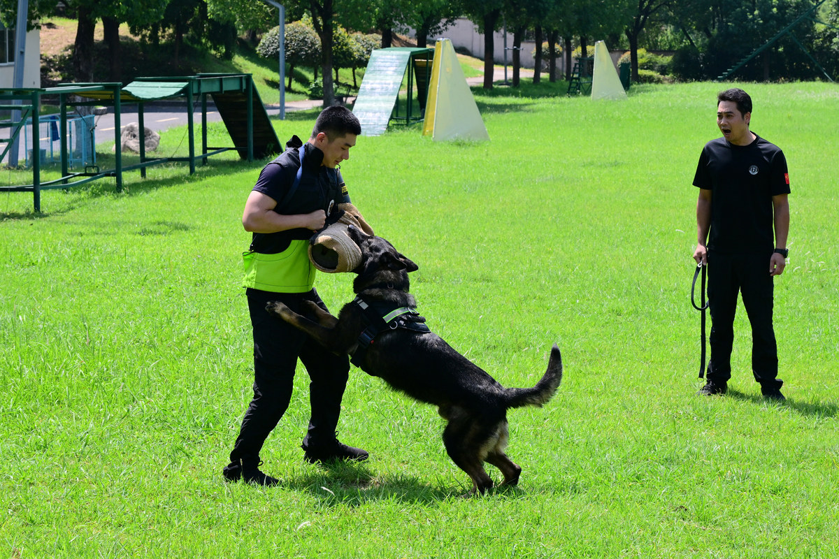 🐶让毛孩子秒变听话小天使！简单易学服从训练技巧