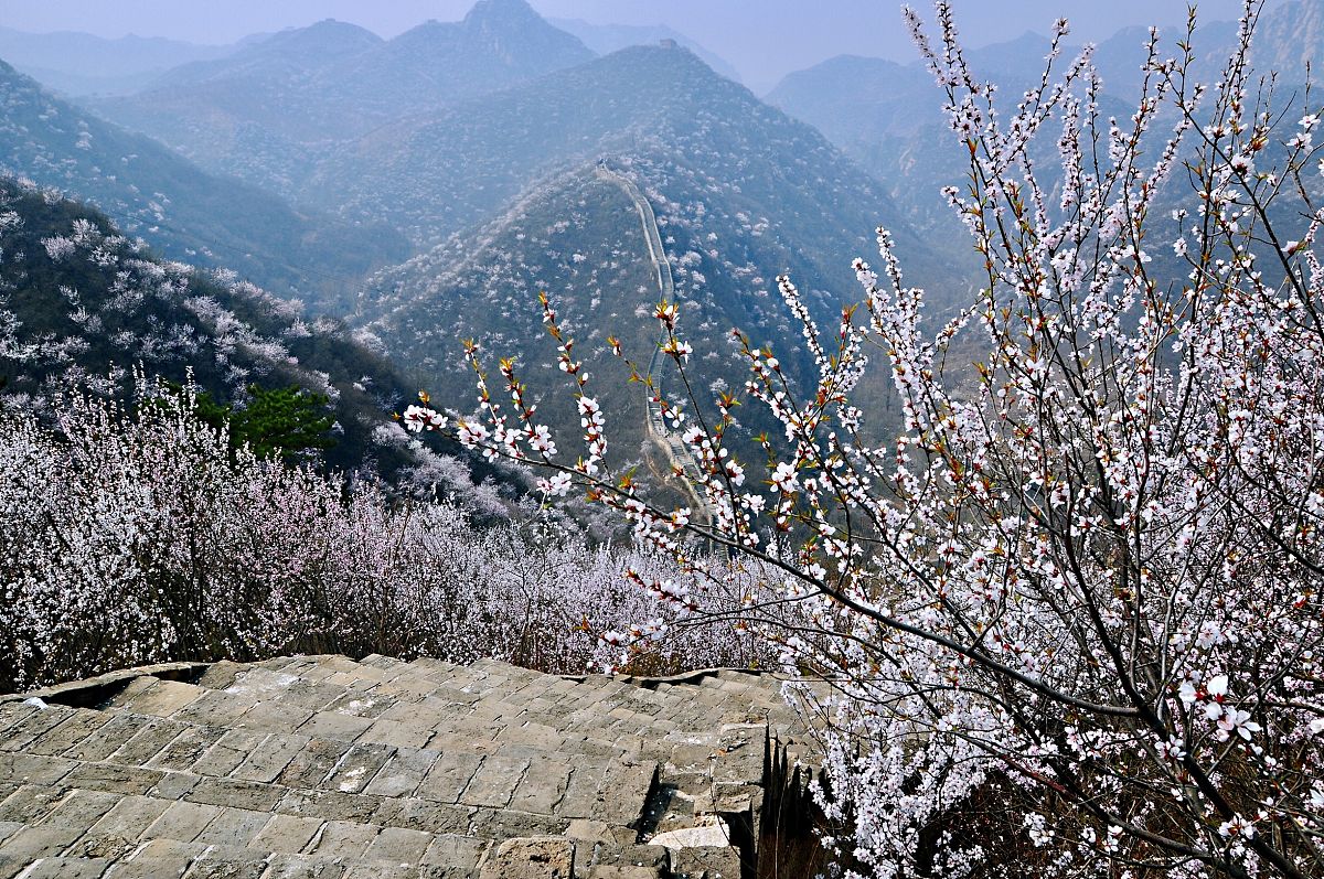 2018年3月31日,登上黄花城水长城,举目远望,漫山遍野的山桃花,将长城